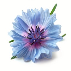 Obraz premium Blue Flower on White Background