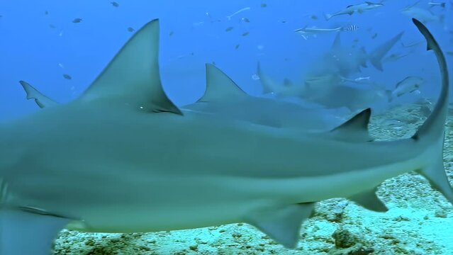 A shark is swimming in the ocean with other sharks. The sharks are surrounded by fish