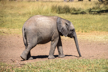 A rescued African elephant calf in a wildlife sanctuary in Zimbabwe