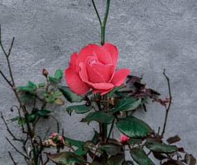 A beautiful rose in the flowerbed outside the house
