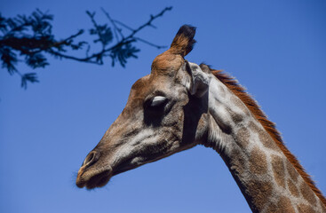 Portrait of a giraffe in a nature reserve in Zimbabwe