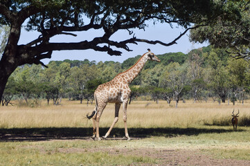 An adult giraffe in a nature reserve in Zimbabwe