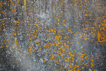 old concrete wall covered with moss and mold, natural background