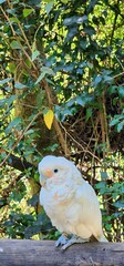 Tanimbar corella cockatoo on a branch