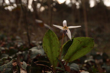 un fiore di erythronium dens canis nel bosco in primavera