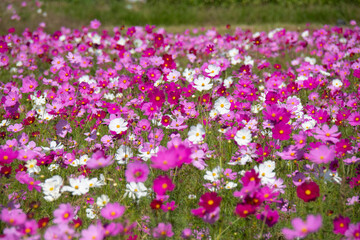 コスモス
