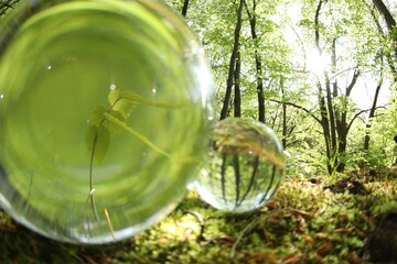 Beautiful plant growing outdoors, overturned reflection. Crystal balls in forest