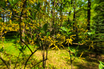 Forsythia (Golden Bell) branch with flower and budding leaves in botanical garden