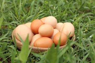 Fresh chicken eggs on green grass outdoors, closeup
