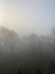 misty morning in the forest