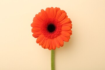 Beautiful orange gerbera flower on beige background, top view