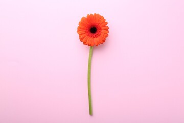 Beautiful orange gerbera flower on pink background, top view