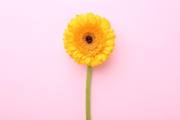 Beautiful yellow gerbera flower on pink background, top view
