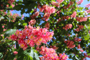Obraz premium spring blossom on chestnut trees, pink flowers on chestnut trees in spring, pink flowers in the garden
