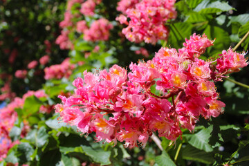 spring blossom on chestnut trees, pink flowers on chestnut trees in spring, pink flowers in the garden