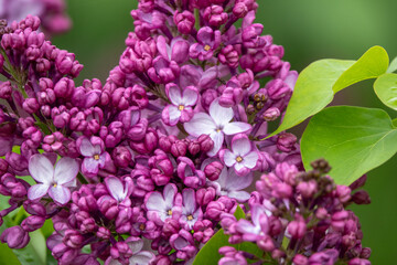 川下公園のライラック（北海道札幌市白石区川下）