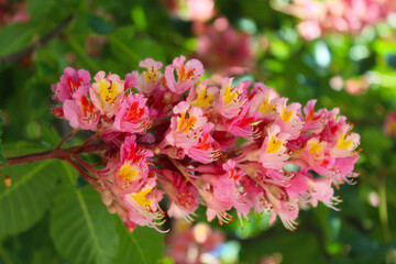 spring blossom on chestnut trees, pink flowers on chestnut trees in spring, pink flowers in the garden