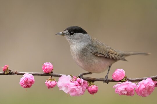 Eurasian blackcap Sylvia atricapilla bird songbird wildlife nature predator cock o the north, beautiful animal mountain finch, animal, bird watching ornithology, flower bud fauna wildlife Europe