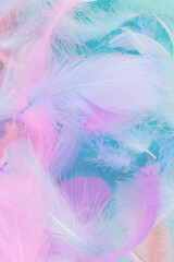 Colorful feather background, top view.