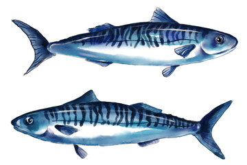 Mackerel Saba fish Norwegian Saba watercolor painting fish Hand drawn illustration on a transparent background