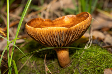 A kind of big mushroom in the grass