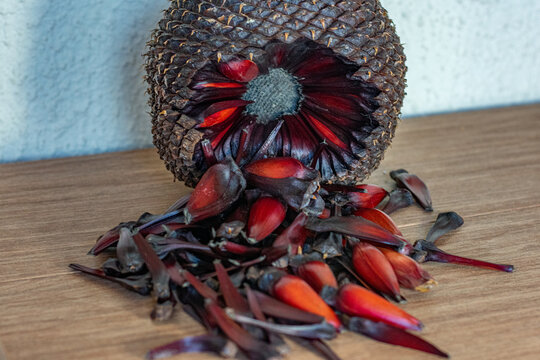 pinha onde se aloja o pinh&atilde;o da arauc&aacute;ria brasileira, consumido principalmente no outono e inverno no Brasil.