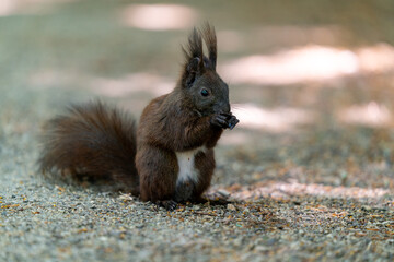 squirrel in the forest eating nuts in the shadow in summertime in berlin germany
