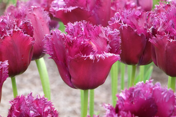Dark purple burgundy fringed Tulip, tulipa ‘Gorilla’ in flower.