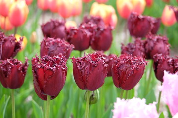 Dark maroon red fringed Tulip, tulipa ‘Labrador’ in flower.