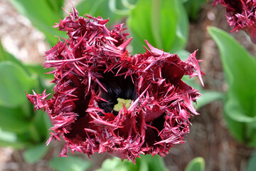 Dark maroon red fringed Tulip, tulipa ‘Labrador’ in flower.