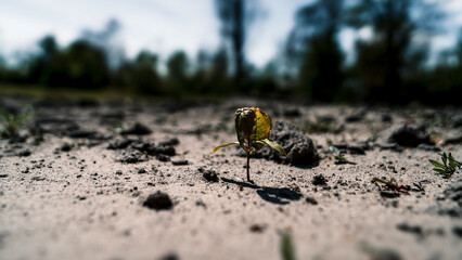 Small seedling in the ground. Selective focus. Shallow depth of field.