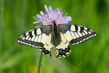 Old World Swallowtail or common yellow swallowtail (Papilio machaon) sitting on a small scabious in...