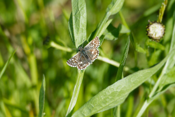 Grizzled Skipper (Pyrgus malvae) butterfly sitting on a green leaf in Zurich, Switzerland
