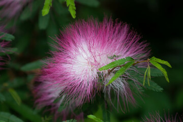 Close up of Pink Calliandra haematocephala flowers , Red Powder Puff Flowers