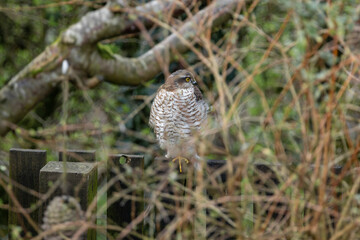 Sparrowhawk perched on urban garden fence hiding behind bushes hunting prey