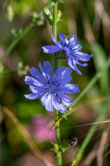 Cichorium intybus Common chicory wild bright blue flower in bloom, perennial herbaceous flowering plant