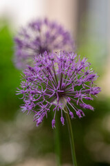 Allium hollandicum persian onion dutch garlic purple sensation flowering plant, ornamental flowers in bloom
