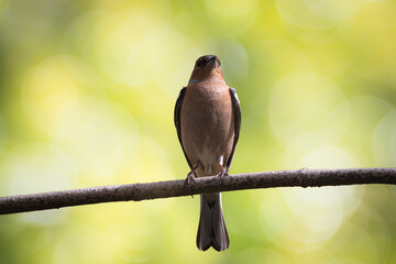 A male common chaffinch (Fringilla coelebs) sits on the thin branch and looks toward the camera lens close-up portrait with a light green background.