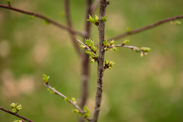 Vivid cherry tree budding in spring