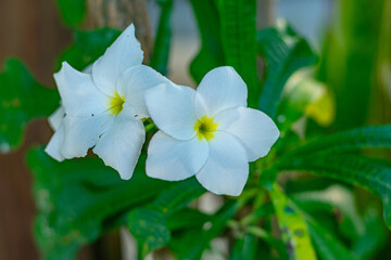 jasmin branco com duas flores