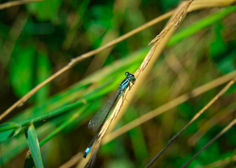 dragonfly on a leaf