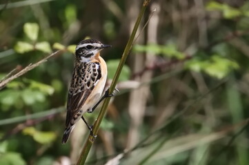 Whinchat male on branch, Saxicola rubetra, birds of Montenegro	