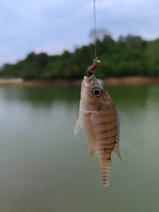 a tilapia caught in a fishing rod, fishing in Kai Gunung Lake using worm bait
