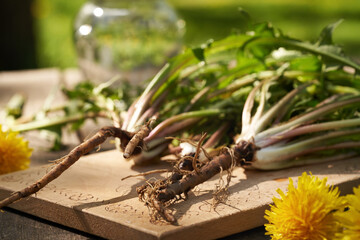 Fresh dandelion root with leaves and flowers