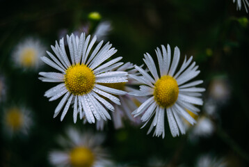 Obraz premium Two beautiful white wild aster flowers blooming close up against a dark moody nature background