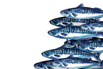 masses of fish Mackerel Saba fish Norwegian Saba watercolor painting Hand drawn illustration on a transparent background