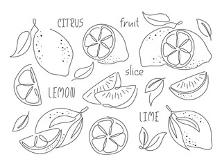 Doodle outline cut citrus. Black and white illustration. Abstract lime lemon various slices. Line art design element. Ingredient for cocktail, tea, lemonade, dessert