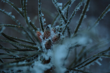 frost on the leaf