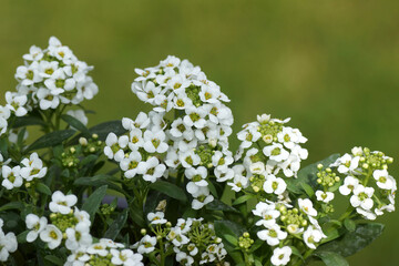 Close up white flowering  of Sweet Alyssum, sweet alison, Lobularia maritima (syn. Alyssum maritimum). Family Brassicaceae, Cruciferae. Dutch garden, spring May.