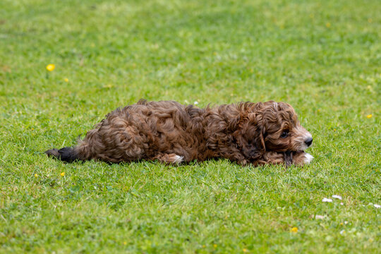 Cavapoochon Brown Dog on Garden Green Lawn Sunny Day Curly Fur Chewing Bark